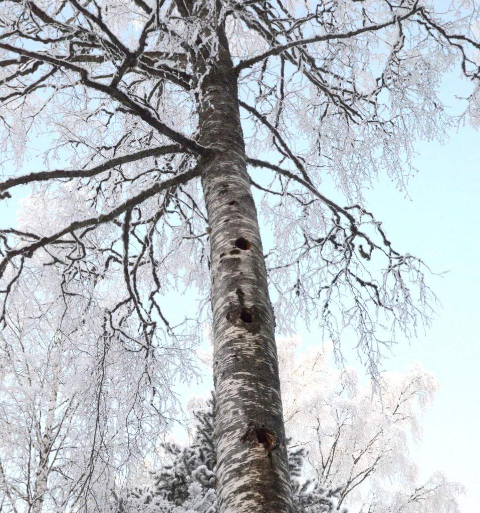 Palokärjen pesä ylempänä ja alempana kotoaan evakkoon lähteneen telkän asumus alempana.