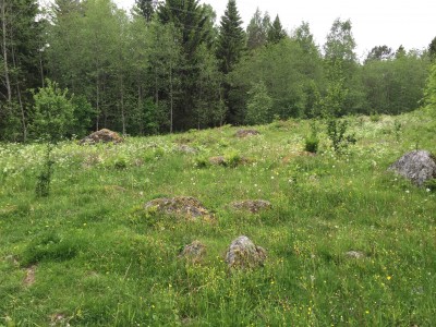 Aatulan tilan hakamaa on kasvien kaveri ja otollinen alusta kasvaa.