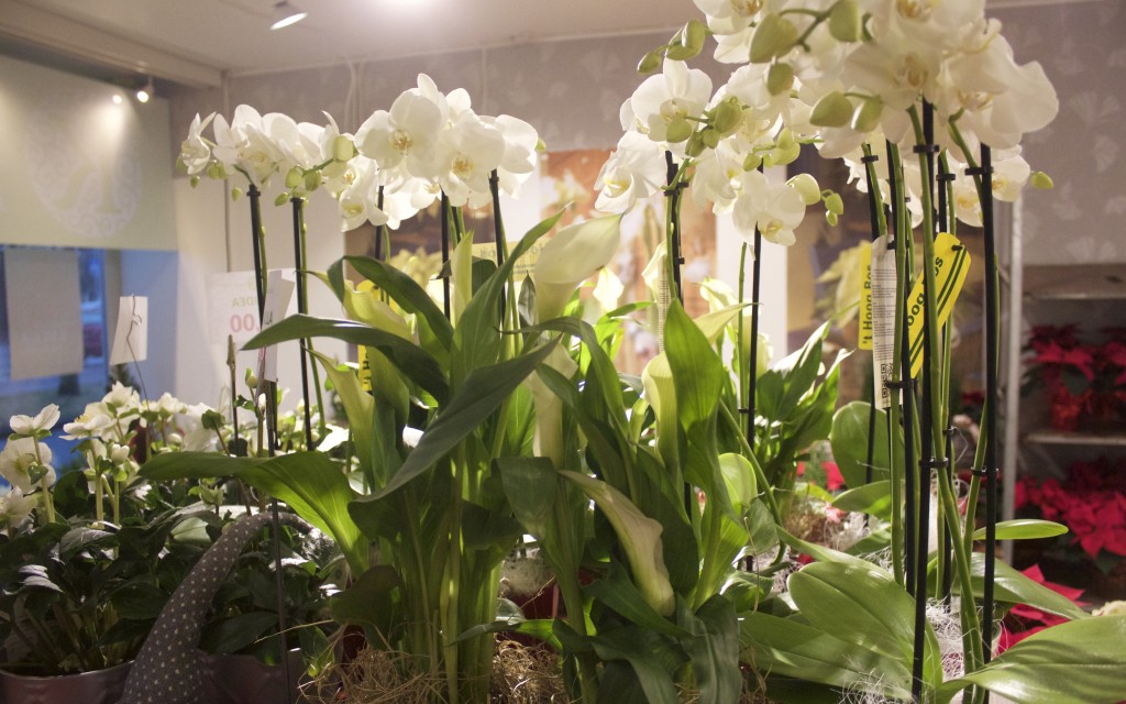 Valkoinen orkidea, calla, jouluruusu tai ludisia viehättää.