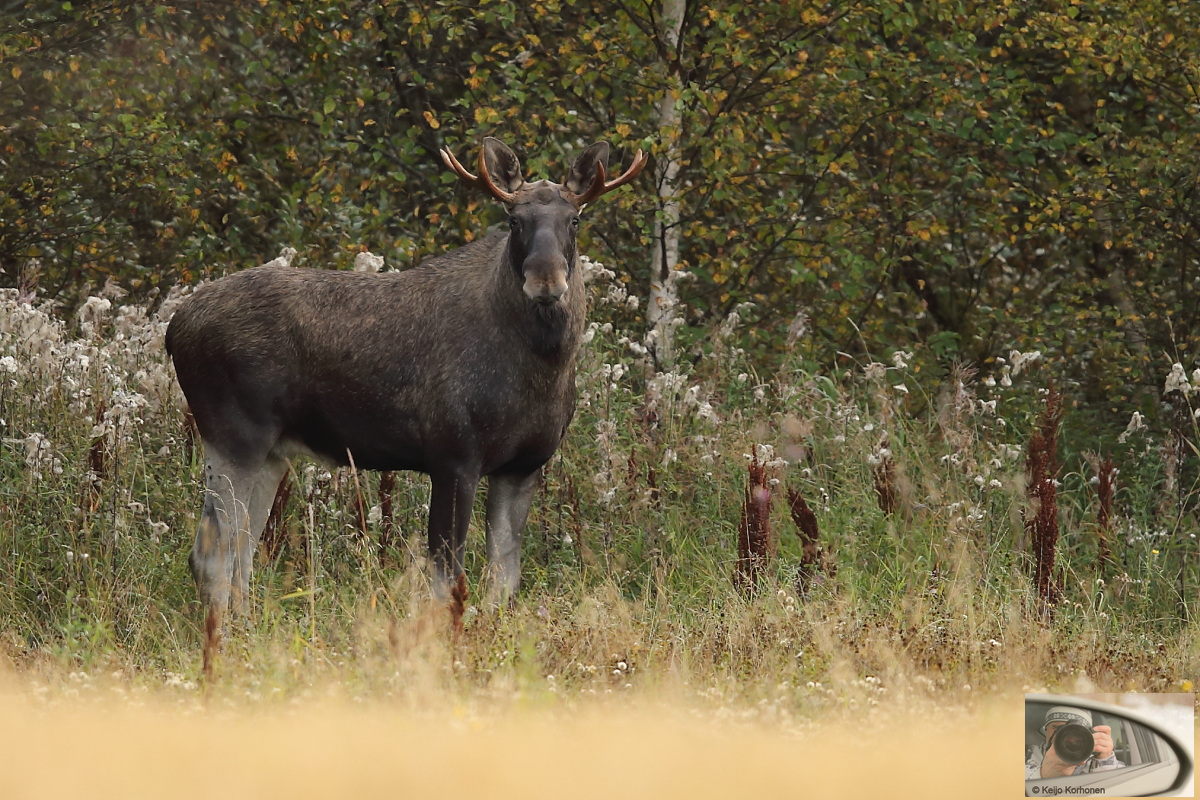 Hirvikantaa halutaan harventaa Keski-Suomessa – lähes 3 000 pyyntilupaa  syksylle | ÄKS