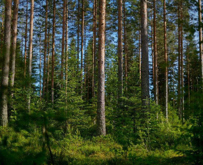 Luonnon tilan vahvistaminen metsissä edellyttää uusia toimenpiteitä