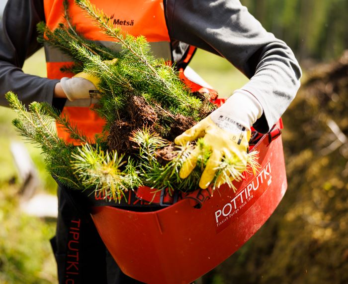 Metsä Group palkkaa nuoria kesätöihin metsänistutukseen ja tuotantolaitoksille