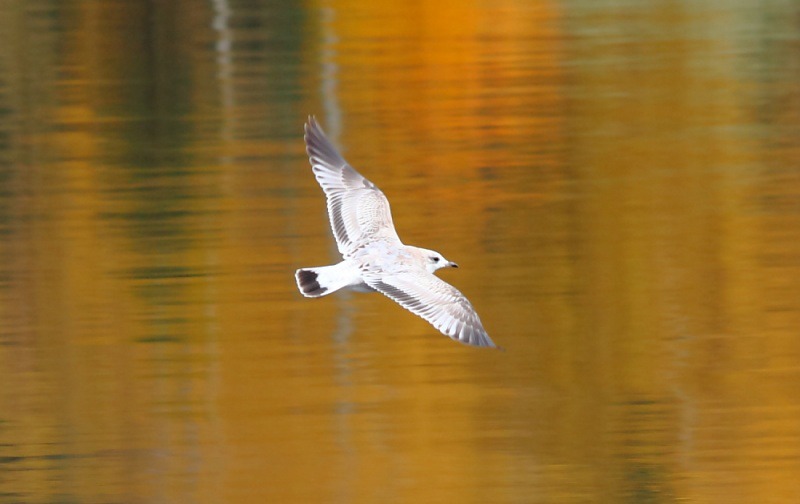 Vähennetään lokkien pesintää ennaltaehkäisevin toimin